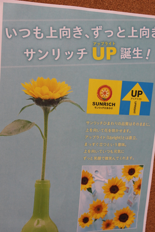 ヒマワリ・サンリッチマンゴーUP | FLORE21